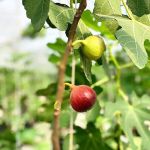 Mutiara Figs Garden