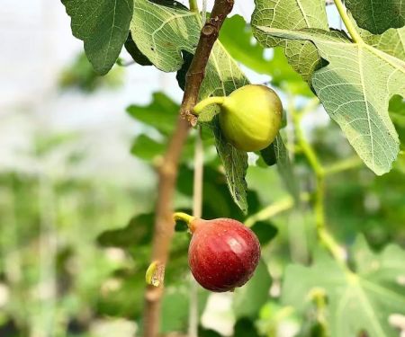Mutiara Figs Garden