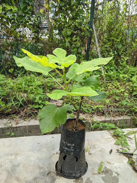 Mutiara Figs Garden Picture 5