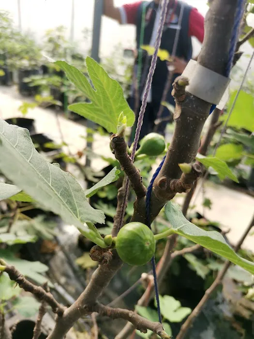 Mutiara Figs Garden Picture 4