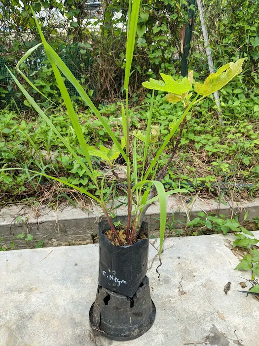 Mutiara Figs Garden Picture 10