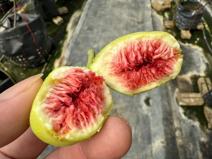 Mutiara Figs Garden Picture 8