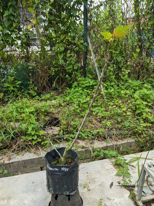 Mutiara Figs Garden Picture 9