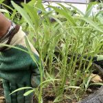 Garden Road Plant Sanctuary
