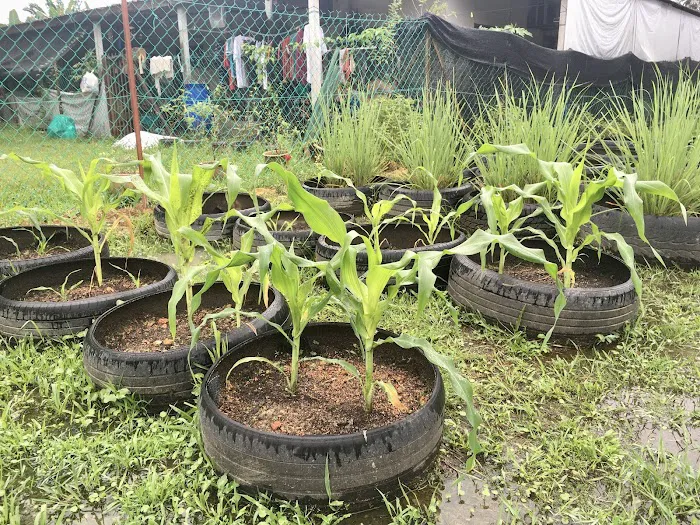 Garden Road Plant Sanctuary Picture 5