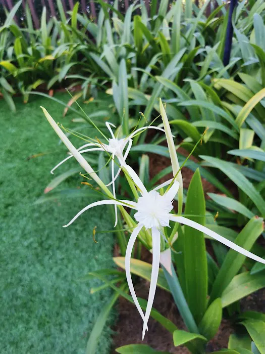 Terraza Garden Picture 1