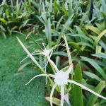 Terraza Garden