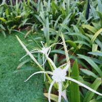 Terraza Garden ico