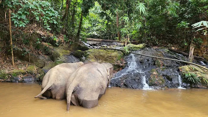 Sungai Deka Elephant Conservation Centre, Hulu Terengganu Picture 5
