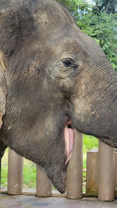 Sungai Deka Elephant Conservation Centre, Hulu Terengganu Picture 8
