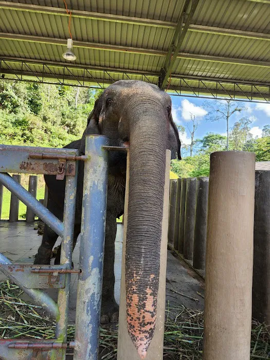 Sungai Deka Elephant Conservation Centre, Hulu Terengganu Picture 9