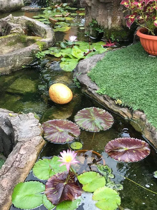 Lena Waterlily Nursery 莲花 Picture 2