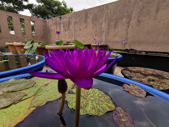 Lena Waterlily Nursery 莲花 Picture 1