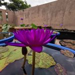 Lena Waterlily Nursery 莲花