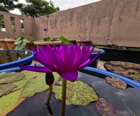 Lena Waterlily Nursery 莲花