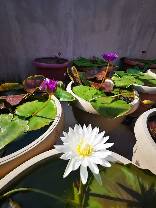 Lena Waterlily Nursery 莲花 Picture 3