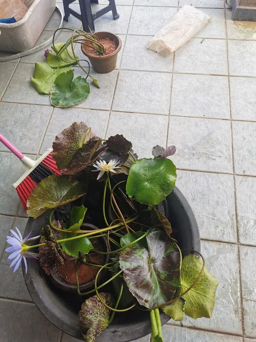 Lena Waterlily Nursery 莲花 Picture 5