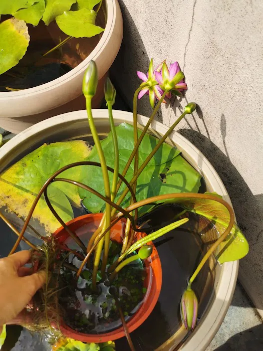 Lena Waterlily Nursery 莲花 Picture 6
