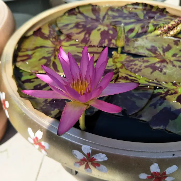 Lena Waterlily Nursery 莲花 Picture 9