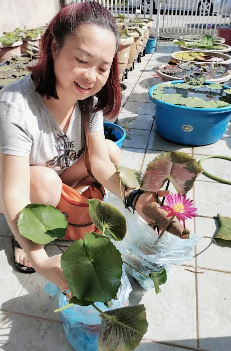Lena Waterlily Nursery 莲花 Picture 10