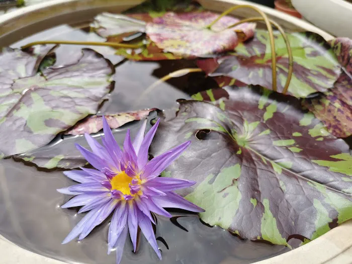 Lena Waterlily Nursery 莲花 Picture 8