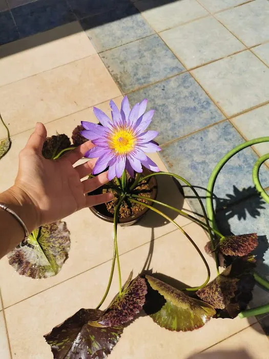 Lena Waterlily Nursery 莲花 Picture 7