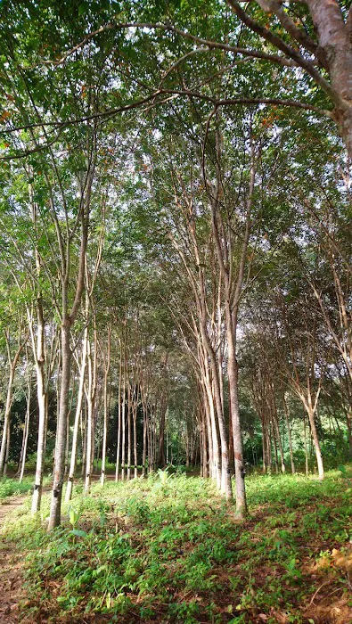 Bukit Liman Hiking Track Picture 6