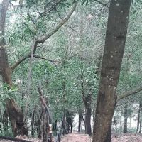 hill walk ladder ico