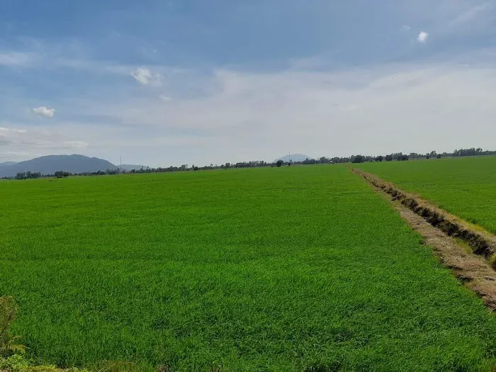 Taman Desa Al Islah,Padang Lalang Picture 1