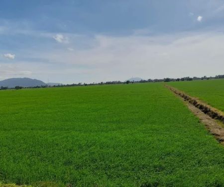Taman Desa Al Islah,Padang Lalang