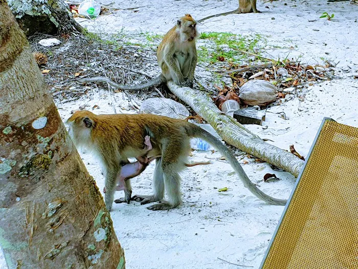 Monkey Beach Picture 3