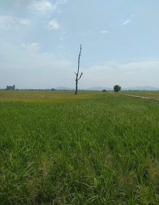Kebun Keluarga Wan Joh Picture 6