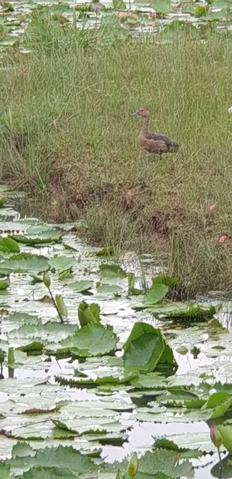 Tasik D'Kayangan Picture 5