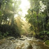 Selera Thai Tomyam 56 ico