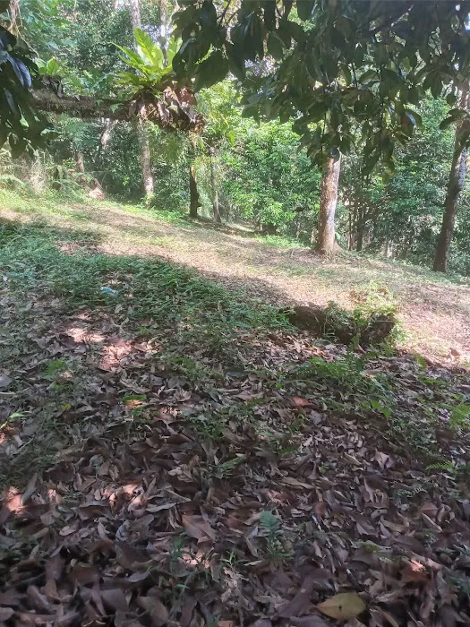 Kebun Durian Raja Shahril Shah Picture 1