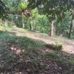 Kebun Durian Raja Shahril Shah