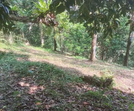 Kebun Durian Raja Shahril Shah