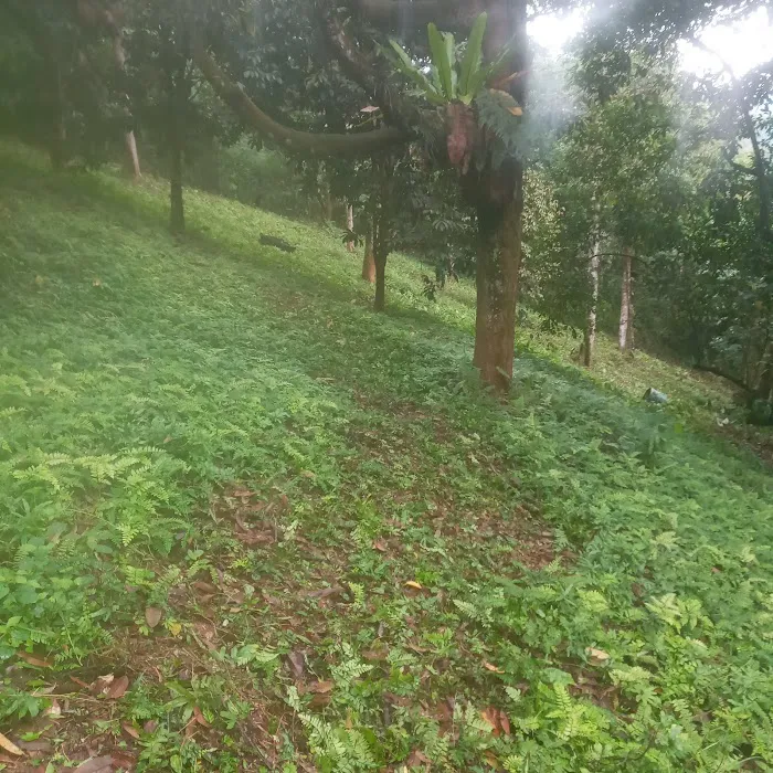 Kebun Durian Raja Shahril Shah Picture 2