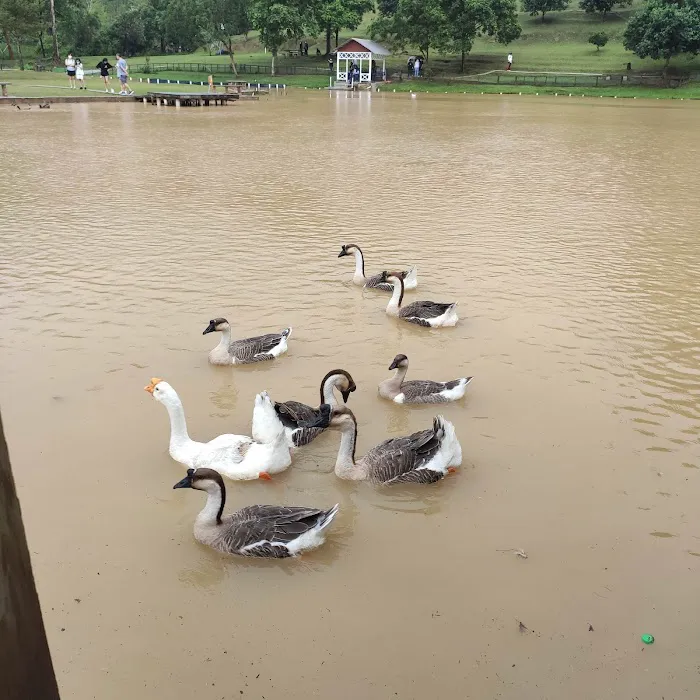 SHAM Lake Bukit Jelutong Picture 2