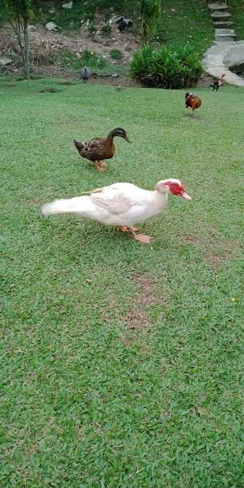 SHAM Lake Bukit Jelutong Picture 6