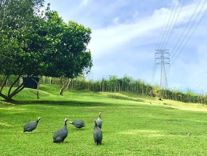SHAM Lake Bukit Jelutong Picture 4