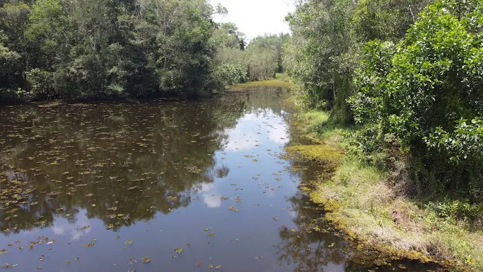 Taman Wetland Paya Gelam Pasir Mas Picture 3