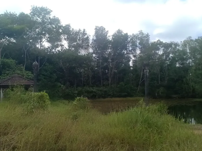 Taman Wetland Paya Gelam Pasir Mas Picture 9