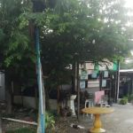 Warung Pinang Sebatang