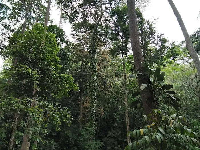 Ulu Bendul-Angsi trailhead Picture 3