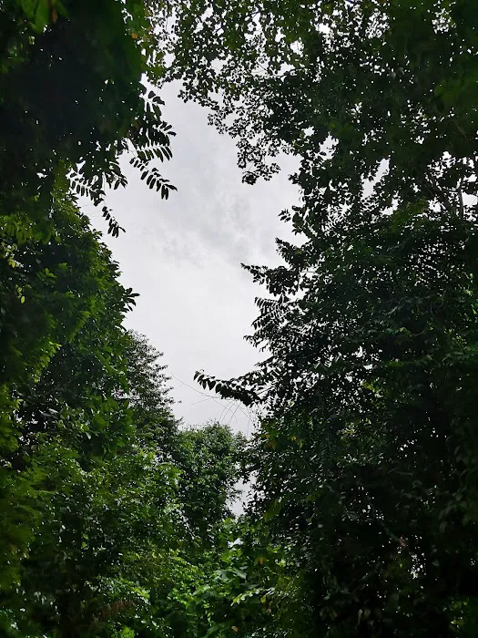 Denai Hutan Picture 7