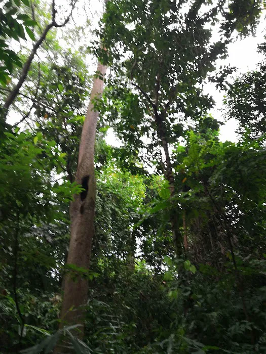 Denai Hutan Picture 9