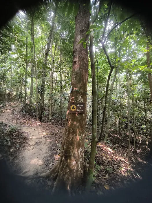 Kota Damansara Community Forest Picture 2