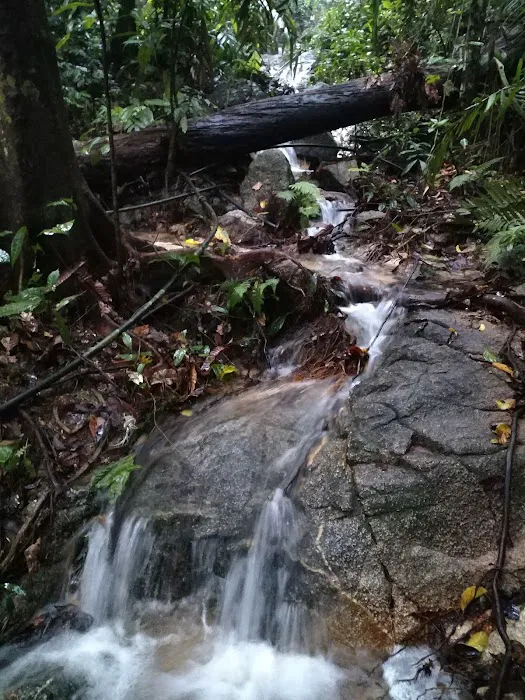 Kota Damansara Community Forest Picture 3