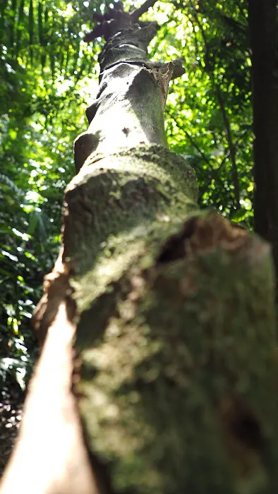 Denai 3 Puteri Trail Picture 6